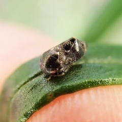 Tolasella maculosa (A penthimiine leafhopper) at Aranda, ACT - 21 Nov 2022 by CathB