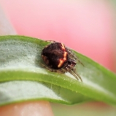 Araneus sp. (genus) (Orb weaver) at Aranda Bushland - 21 Nov 2022 by CathB