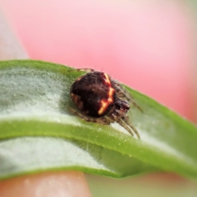 Araneus sp. (genus) (Orb weaver) at Molonglo Valley, ACT - 21 Nov 2022 by CathB