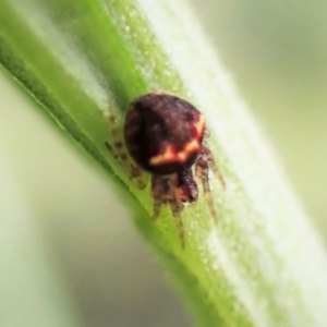 Araneus sp. (genus) at Molonglo Valley, ACT - 21 Nov 2022