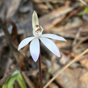 Caladenia fuscata at Acton, ACT - 14 Sep 2022