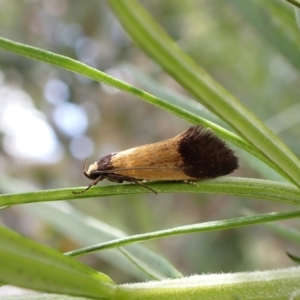 Eulechria heliophanes at Aranda, ACT - 21 Nov 2022