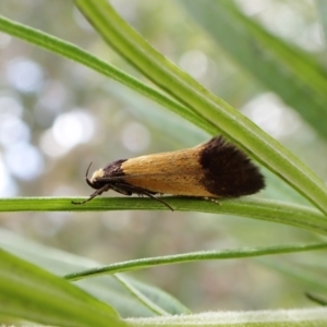 Eulechria heliophanes at Aranda, ACT - 21 Nov 2022