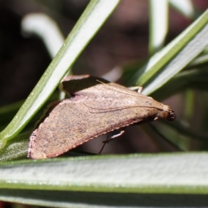 Endotricha ignealis at Aranda, ACT - 21 Nov 2022