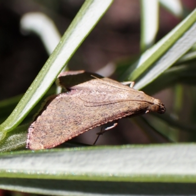 Endotricha ignealis (A Pyralid moth (Endotrichinae)) at Aranda, ACT - 21 Nov 2022 by CathB