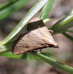 Endotricha ignealis at Aranda, ACT - 21 Nov 2022