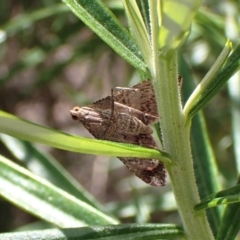 Endotricha ignealis at Aranda, ACT - 21 Nov 2022