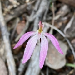 Caladenia fuscata (Dusky Fingers) at Acton, ACT - 28 Sep 2021 by lisarobins