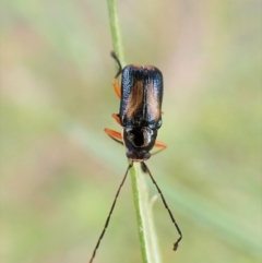 Aporocera (Aporocera) viridipennis (A leaf beetle) at Aranda, ACT - 21 Nov 2022 by CathB