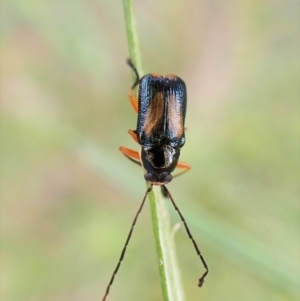 Aporocera (Aporocera) viridipennis at Aranda, ACT - 21 Nov 2022 02:56 PM