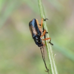 Aporocera (Aporocera) viridipennis at Aranda, ACT - 21 Nov 2022 02:56 PM