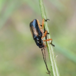 Aporocera sp. (genus) at Aranda, ACT - 21 Nov 2022