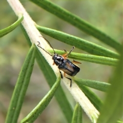 Aporocera (Aporocera) viridipennis at Aranda, ACT - 21 Nov 2022 02:56 PM