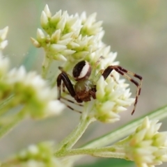Australomisidia pilula (Lozenge-shaped Flower Spider) at Aranda Bushland - 21 Nov 2022 by CathB