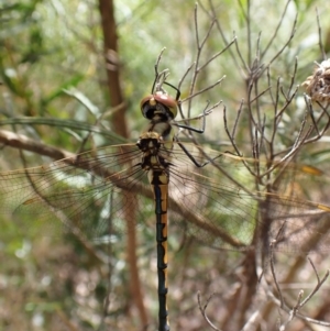 Hemicordulia tau at Aranda, ACT - 21 Nov 2022