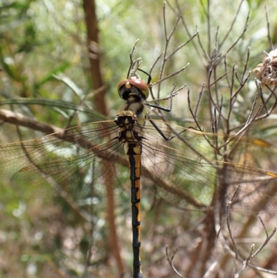 Hemicordulia tau (Tau Emerald) at Aranda, ACT - 21 Nov 2022 by CathB