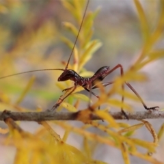 Torbia viridissima (Gum Leaf Katydid) at Aranda Bushland - 21 Nov 2022 by CathB