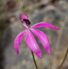 Caladenia congesta (Pink Caps) at Acton, ACT - 18 Nov 2022 by SarahB