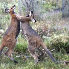 Notamacropus rufogriseus (Red-necked Wallaby) at Gundaroo, NSW - 18 Nov 2022 by Gunyijan