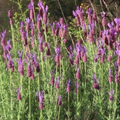 Lavandula stoechas (Spanish Lavender or Topped Lavender) at Paddys River, ACT - 21 Nov 2022 by SandraH