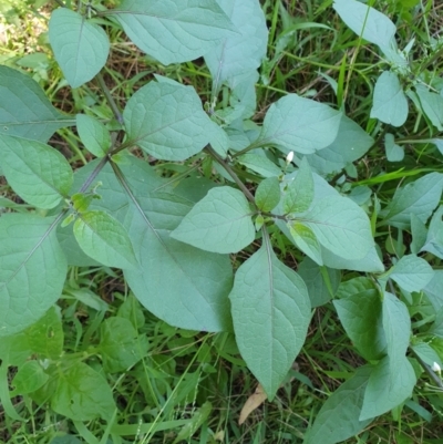 Solanum nigrum (Black Nightshade) at Lilli Pilli, NSW - 18 Nov 2022 by Bronnie