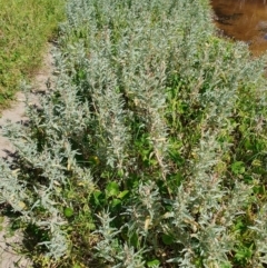 Atriplex cinerea (Grey Saltbush) at Lilli Pilli, NSW - 18 Nov 2022 by Bronnie