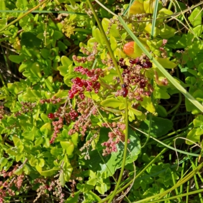 Rhagodia candolleana subsp. candolleana (Seaberry Saltbush) at Lilli Pilli, NSW - 18 Nov 2022 by Bronnie