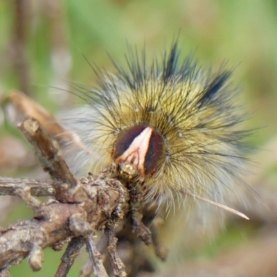 Anthela (genus) (An Anthelid moth) at Braemar, NSW - 19 Nov 2022 by Curiosity