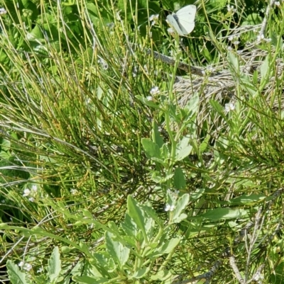 Cakile maritima (Sea Rocket) at Lilli Pilli, NSW - 18 Nov 2022 by Bronnie