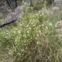 Solanum chenopodioides (Whitetip Nightshade) at Cooma, NSW - 22 Nov 2022 by mahargiani