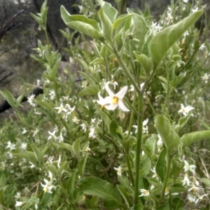 Solanum chenopodioides at Cooma, NSW - 22 Nov 2022