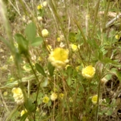 Trifolium campestre at Cooma, NSW - 22 Nov 2022