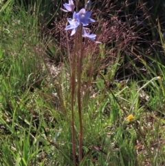 Thelymitra alpina (Mountain Sun Orchid) at Dry Plain, NSW - 15 Nov 2020 by AndyRoo