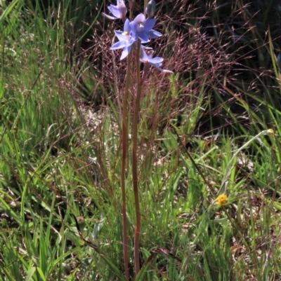 Thelymitra alpina (Mountain Sun Orchid) at Dry Plain, NSW - 14 Nov 2020 by AndyRoo