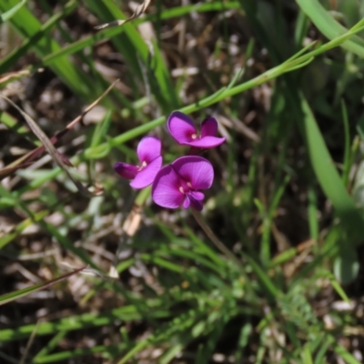 Swainsona sericea (Silky Swainson-Pea) at Dry Plain, NSW - 15 Nov 2020 by AndyRoo