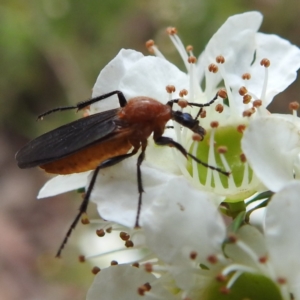 Bibio sp. (genus) at Acton, ACT - 22 Nov 2022