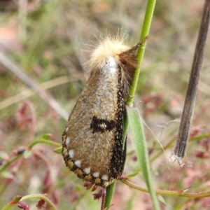 Epicoma melanosticta at Acton, ACT - 22 Nov 2022