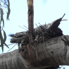 Podargus strigoides (Tawny Frogmouth) at Acton, ACT - 22 Nov 2022 by HelenCross