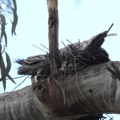 Podargus strigoides (Tawny Frogmouth) at ANBG - 22 Nov 2022 by HelenCross