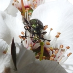 Eleale sp. (genus) (Clerid beetle) at ANBG - 22 Nov 2022 by HelenCross