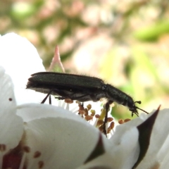 Eleale sp. (genus) at Acton, ACT - 22 Nov 2022