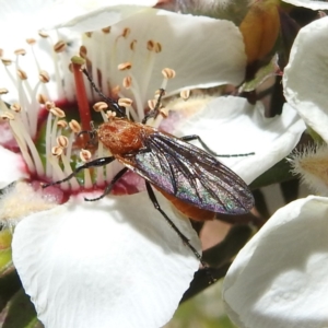 Bibio imitator at Acton, ACT - 22 Nov 2022 01:42 PM