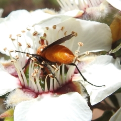 Bibio imitator at Acton, ACT - 22 Nov 2022 01:42 PM