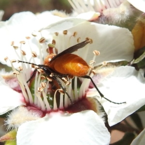 Bibio imitator at Acton, ACT - 22 Nov 2022 01:42 PM