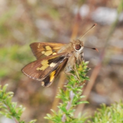 Unidentified Skipper (Hesperiidae) at Wallagoot, NSW - 18 Nov 2022 by Harrisi