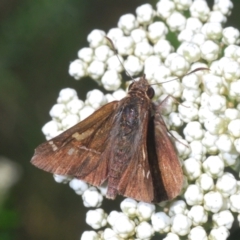 Toxidia doubledayi (Lilac Grass-skipper) at Wallagoot, NSW - 18 Nov 2022 by Harrisi