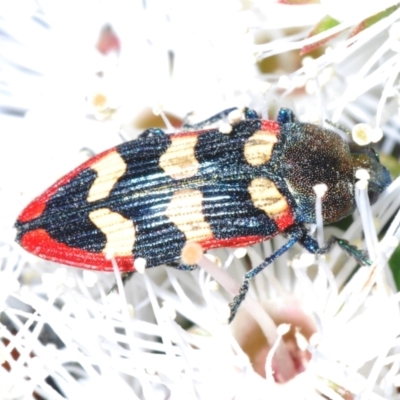 Castiarina punctatosulcata at Bald Hills, NSW - 19 Nov 2022 by Harrisi