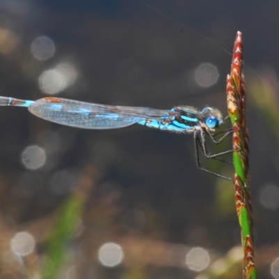 Austrolestes annulosus (Blue Ringtail) at Black Lake & Black Lake TSR (near Bibbenluke) - 18 Nov 2022 by Harrisi