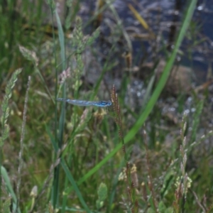 Austrolestes annulosus at Bibbenluke, NSW - 18 Nov 2022