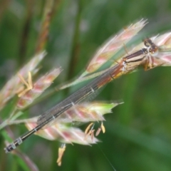 Xanthagrion erythroneurum (Red & Blue Damsel) at Bibbenluke, NSW - 18 Nov 2022 by Harrisi